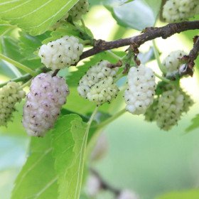 White mulberry, common mulberry, Mulberry, Morus Alba